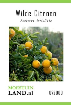 Wilde citroen zaden bestellen, Poncirus trifoliata | Moestuinland.nl