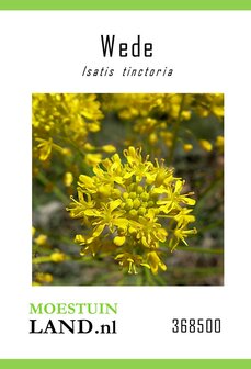 Wede zaden bestellen, Isatis tinctoria (Weed) | Moestuinland.nl