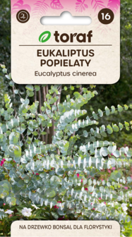 Eucalyptus zaad bestellen, Cinera | Moestuinland.nl