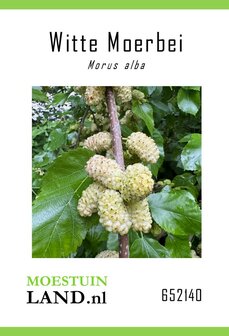 Witte Moerbei zaden kopen, Morus alba | Moestuinland.nl