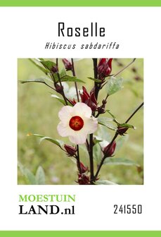 Roselle zaden kopen, Hibiscus sabdariffa | Moestuinland.nl