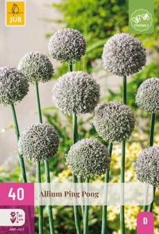 Ping Pong Allium bloembollen kopen, Witte Alliums | Moestuinland
