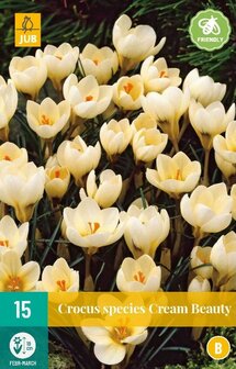 Krokus bloembollen, Cream Beauty