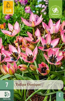 Tulpen bloembollen, Danique Tulp (roze) | Moestuinland.nl
