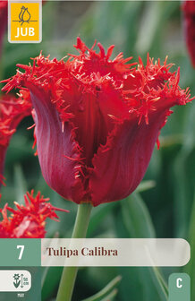Tulp bloembollen kopen, Calibra (Fringed) | Moestuinland.nl