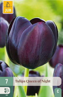 Zwarte tulpen kopen, Queen of Night bloembollen | Moestuinland.nl