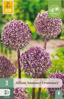 Allium bloembollen kopen, Summer Drummer | Moestuinland.nl