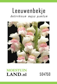 Leeuwenbekje zaden, Kimosy Appleblossom