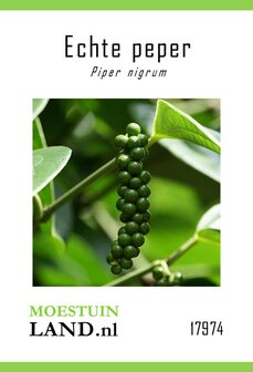 Zwarte peper zaden kopen, Echte peper peperplant zaad | Moestuinland.nl