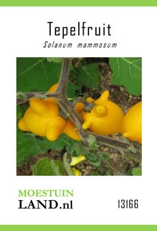 Tepelfruit zaden kopen, Solanum mammosum | Moestuinland.nl