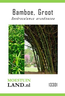Bamboe zaden kopen, Grote Doornbamboe (Dendrocalamus arundinacea (Grote bamboe) | Moestuinland.nl