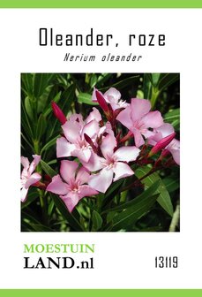 Oleander zaden bestellen, Nerium oleander roze | Moestuinland.nl