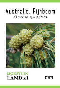 Australische Pijnboom zaad kopen, casuarina equisetifolia | Moestuinland.nl