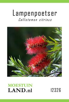 Rode Lampenpoetser zaden kopen, Callistemon citrinus (Australische) | Moestuinland.nl
