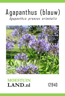 Blauwe Agapanthus zaden kopen, Agapanthus praecox orientalis | Moestuinland.nl