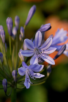 Close-up van de Blauwe Agapanthus of Liefdesbloem | Moestuinland.nl