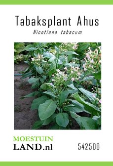 Tabaksplant zaden, Ahus (Rooktabak) | Moestuinland