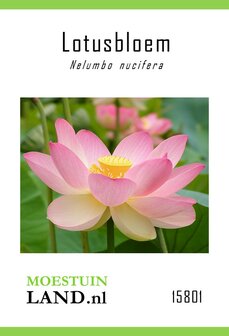 Heilige Lotusbloem zaden kopen, Indische lotusbloemen kweken uit zaad (Nelumbo nucifera) | Moestuinland.nl