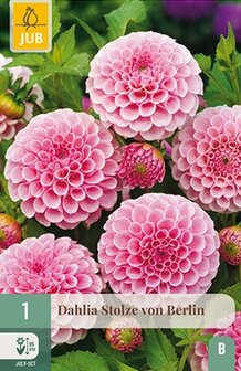 Stolze von Berlin Dahlia's knollen kopen (roze pompondahlia) Franz Kafka vervanger | Moestuinland.nl