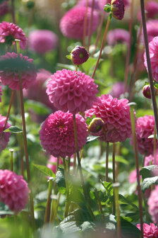 Sfeerimpressie roze Pompondahlia Stolze von Berlin | moestuinland.nl