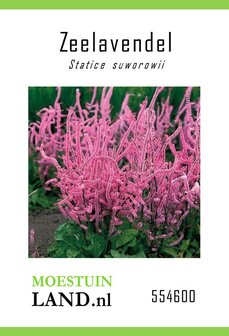 Zeelavendel zaden kopen, Limonium Pink of Statice suworowii | Moestuinland.nl