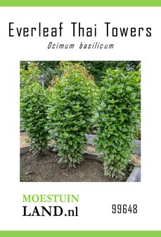 Basilicum zaden, Everleaf Thai Towers | Moestuinland.nl