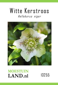 Witte Kerstroos zaden, Helleborus niger | Moestuinland.nl