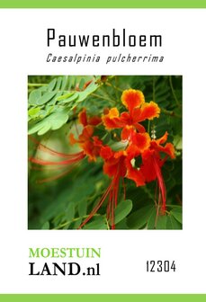 Caesalpinia pulcherrima zaden, Pauwenbloem | Moestuinland.nl