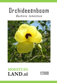 Gele Orchideeboom zaden, Kweek eigen Bauhinia tomentosa | Moestuinland.nl