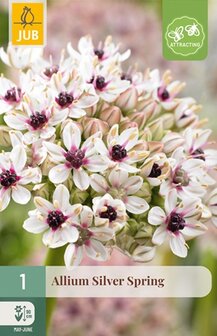 Allium bloembol, Silver Spring | Moestuinland