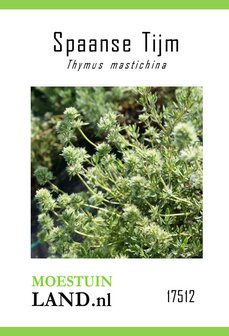 Spaanse Tijm zaden bestellen, Thymus masstichina (witte tijm) | Moestuinland