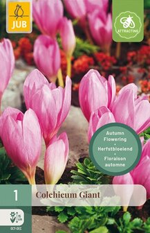 Colchicum knol, Giant Roze (Pink) | Moestuinland