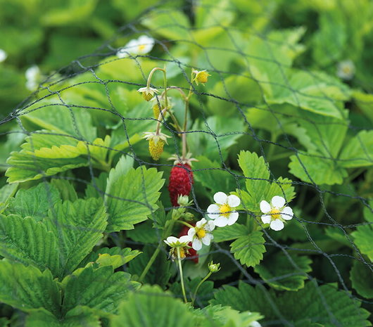 Voorbeeldfoto tuinnet beschermt je aardbeienplanten | Moestuinland
