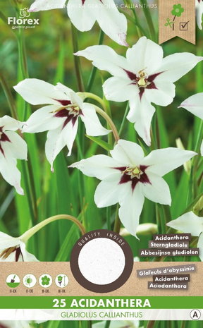 Acidanthera-Gladiolus Callianthus bloembollen kopen | Moestuinland