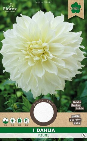 Witte Dahlia bloembol kopen, Fleurel Dinnerplate | Moestuinland