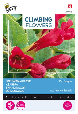 Leeuwenmuiltje zaden kopen, asarina wislizensis, climbing flowers | Moestuinland