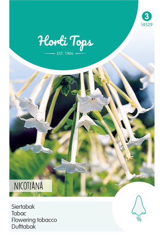 Siertabak zaden kopen, Nicotiana sylvestris | Moestuinland