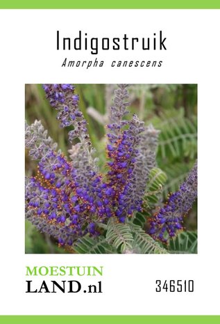 indigostruik zaden kopen grijsbladig, moestuinland.nl