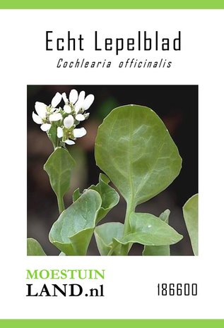 Lepelblad echt zaden kopen, Zeeradijs bio biologisch | Moestuinland