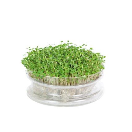 Kiemschaal, Sprouting Bowl | inclusief zaden 