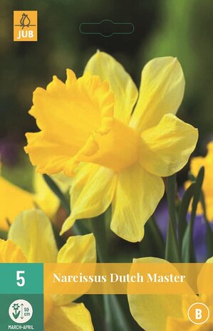 Narcis bloembollen kopen, Dutch Master Grootkronig (Najaar) | Moestuinland