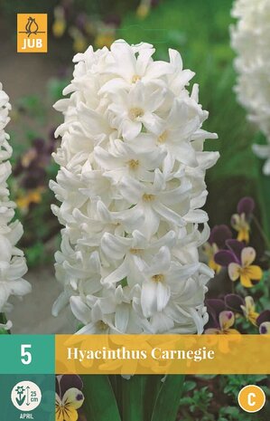 Hyacint bloembollen kopen, Aiolos White | Moestuinland