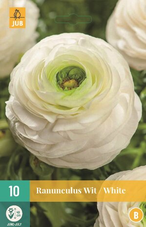 Ranonkel bloembollen kopen, Wit Ranunculus | Moestuinland
