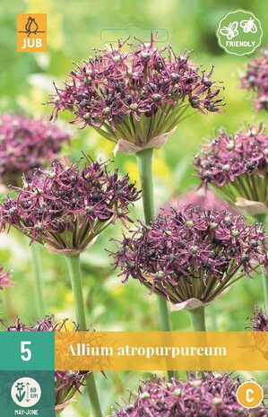 allium atropurpureum bloembollen kopen bij moestuinland