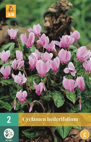 Cyclaam bloembollen kopen, Cyclamen hedefolium | Moestuinland