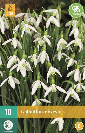 Groot Sneeuwklokje bloembollen kopen, Galanthus elwesii | Moestuinland