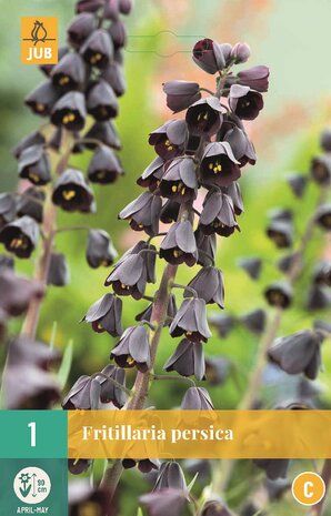 Fritillaria persica bloembol kopen bij moestuinland