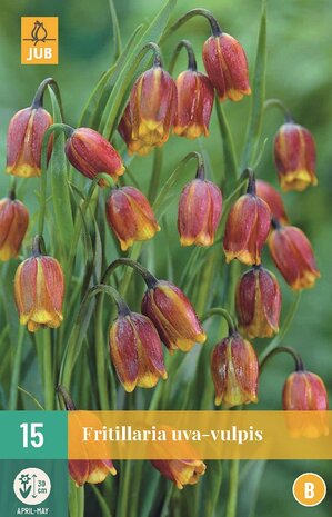 Kievitsbloem bloembollen kopen, Fritillaria uva-vulpis | Moestuinland