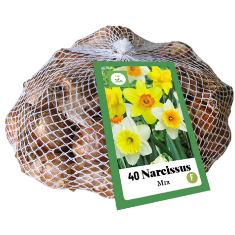 Grootkronige Narcis mix bloembollen kopen, Netlon XXL verpakking kopen | Moestuinland