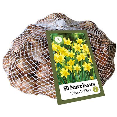 Netlon Tete-a-tete bloembollen Narcis kopen, Grootverpakking | Moestuinland